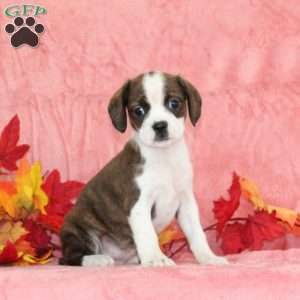 Peony, Boston Terrier Mix Puppy